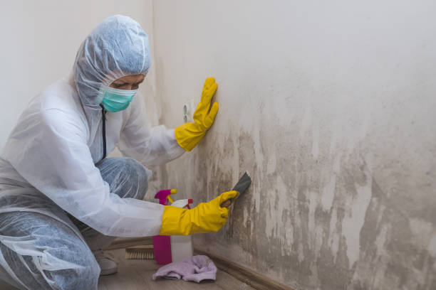 Home Mold Removal in Thoreau, NM