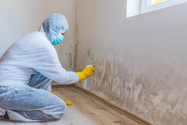 Mold Removal and Inspection in Thoreau, NM