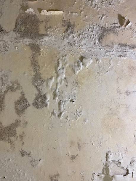 Thoreau, NM Mold Removal Company