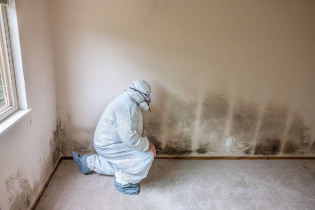 Best Crawl Space Mold Removal  in Thoreau, NM