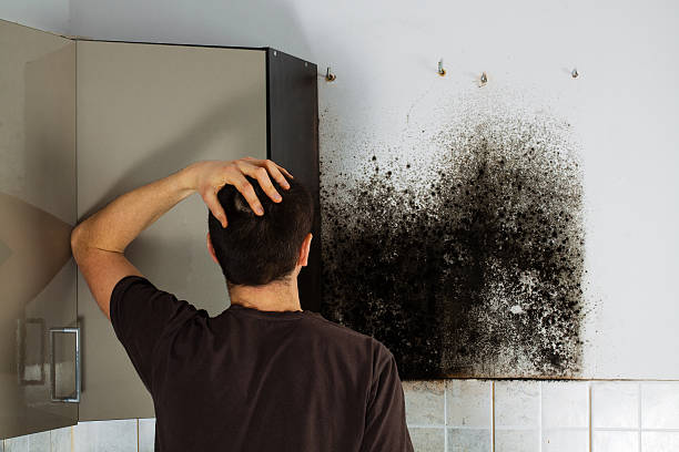 Best Emergency Mold Removal  in Thoreau, NM