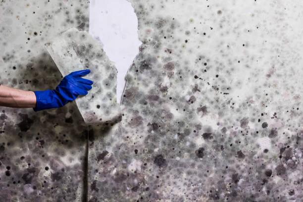 Best Local Mold Removal Service  in Thoreau, NM